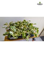 Epipremnum aureum N'Joy M - obrazek 18