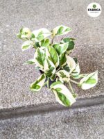 Epipremnum aureum N'Joy M - obrazek 6