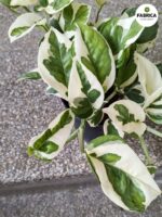 Epipremnum aureum N'Joy M - obrazek 8