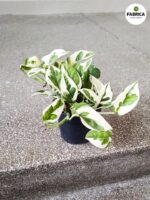 Epipremnum aureum N'Joy M - obrazek 17