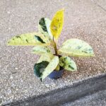 Ficus Shivereana / Fikus - pięknie wybarwiony