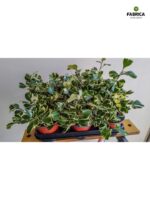 Ficus / Fikus Triangularis Variegata - serduszkowe liście - obrazek 6
