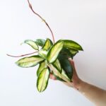 Hoja / Hoya carnosa Tricolor