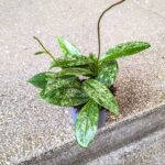 Hoja / Hoya Silverspot