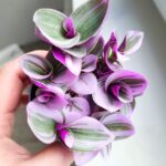 Tradescantia albiflora Nanouk / Trzykrotka różowa - obrazek 5