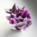 Tradescantia albiflora Nanouk / Trzykrotka różowa - obrazek 11