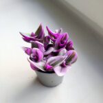 Tradescantia albiflora Nanouk / Trzykrotka różowa - obrazek 10