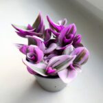 Tradescantia albiflora Nanouk / Trzykrotka różowa - obrazek 9