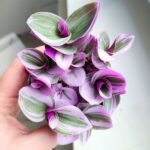 Tradescantia albiflora Nanouk / Trzykrotka różowa