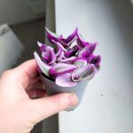 Tradescantia albiflora Nanouk / Trzykrotka różowa - obrazek 7