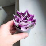 Tradescantia albiflora Nanouk / Trzykrotka różowa - obrazek 6
