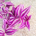 Tradescantia Pink Paradise / Trzykrotka