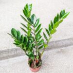 Zamioculcas Zamifolia M / Zamiokulkas