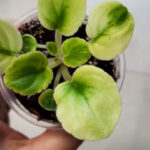 Fiołek afrykański OS-Nevskaya Sivilla / OS-Невская Сивилла / Saintpaulia