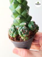 Euphorbia ritchiei - obrazek 10
