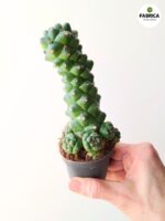 Euphorbia ritchiei - obrazek 8