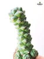 Euphorbia ritchiei - obrazek 9