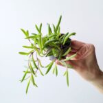 SENECIO OTHONNA / Starzec Purple Flash - fioletowe łodygi