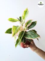 Aglaonema Lipstick Pink