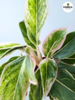 Aglaonema Lipstick Pink - obrazek 5