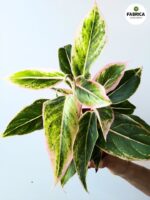 Aglaonema Lipstick Pink - obrazek 6