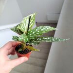Begonia maculata BUBBLE - obrazek 3