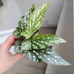 Begonia maculata BUBBLE