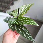 Begonia maculata BUBBLE - obrazek 6