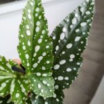 Begonia maculata BUBBLE - obrazek 5