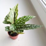 Begonia maculata BUBBLE - obrazek 4