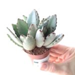 Kalanchoe Tomentosa - Żyworódka omszona S