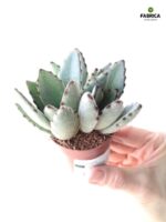 Kalanchoe Tomentosa - Żyworódka omszona S