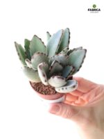 Kalanchoe Tomentosa - Żyworódka omszona S - obrazek 4