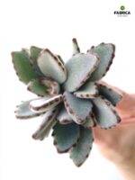 Kalanchoe Tomentosa - Żyworódka omszona S - obrazek 3