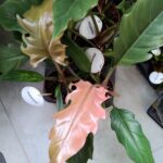 Filodendron / philodendron Choco Empress - obrazek 2