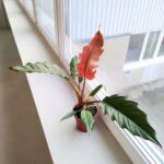 Filodendron / philodendron Choco Empress - obrazek 5