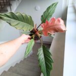 Filodendron / philodendron Choco Empress - obrazek 9