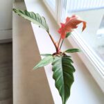 Filodendron / philodendron Choco Empress - obrazek 13