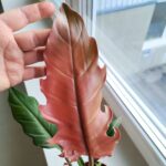 Filodendron / philodendron Choco Empress - obrazek 12