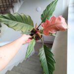 Filodendron / philodendron Choco Empress