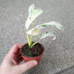 Rhaphidophora Puberula Variegata rozm. MS - obrazek 5