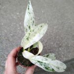 Rhaphidophora Puberula Variegata rozm. MS - obrazek 4