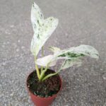 Rhaphidophora Puberula Variegata rozm. MS - obrazek 3