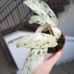 Rhaphidophora Puberula Variegata rozm. MS - obrazek 7