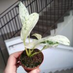 Rhaphidophora Puberula Variegata rozm. MS - obrazek 6