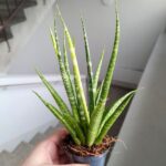 Sansevieria / Sansewieria Digitorum - obrazek 3