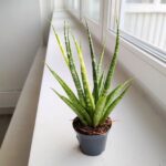 Sansevieria / Sansewieria Digitorum - obrazek 7