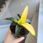 Sansevieria Star Canary / Sansewieria kanarkowa don. 12cm - obrazek 6