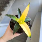 Sansevieria Star Canary / Sansewieria kanarkowa don. 12cm - obrazek 5