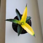 Sansevieria Star Canary / Sansewieria kanarkowa don. 12cm - obrazek 4